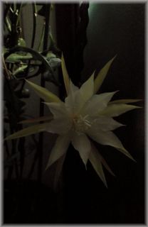 DSCF0854.JPG